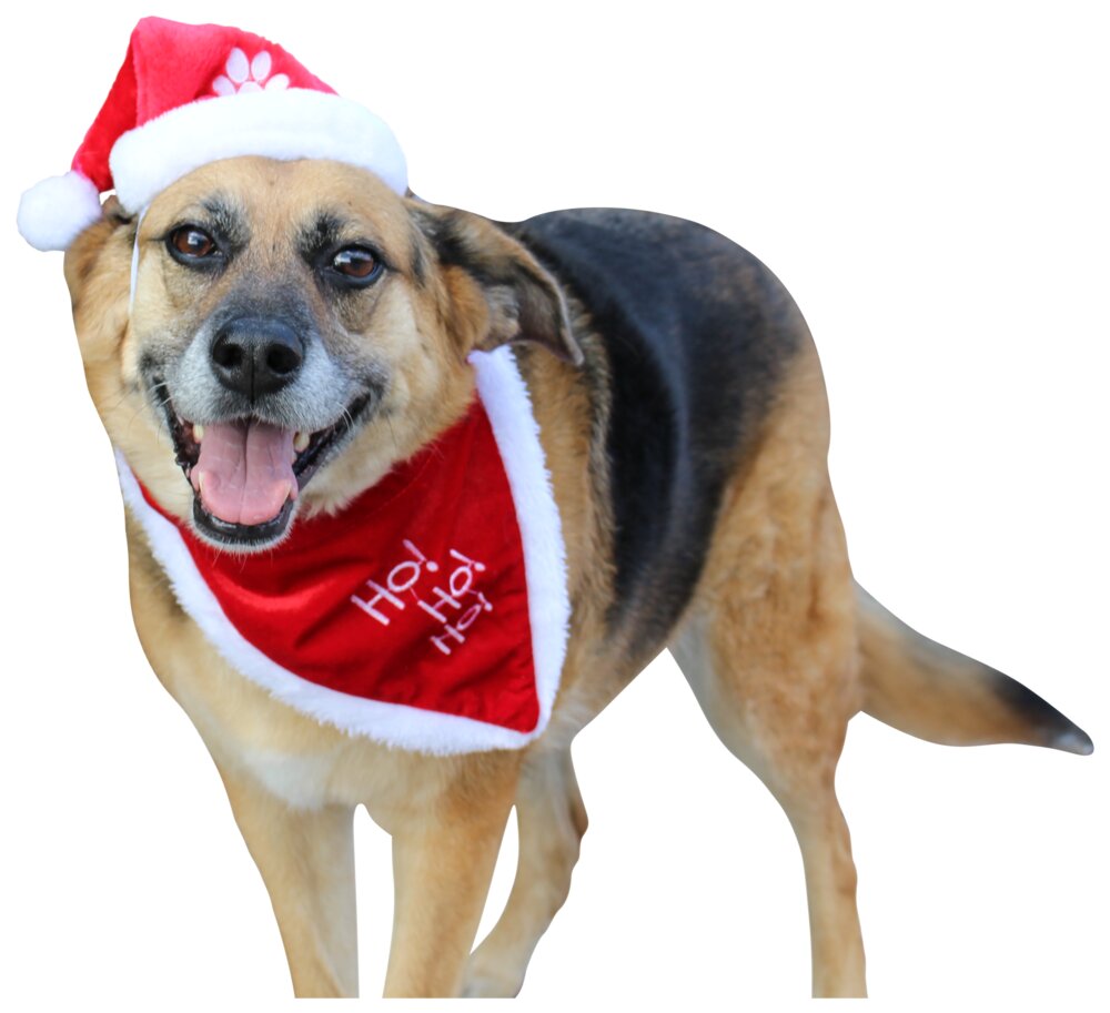 Juletørklæde til hund