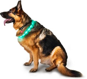 Halsband led för hund
