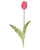 /tulipan-45cm-assorterede-farve