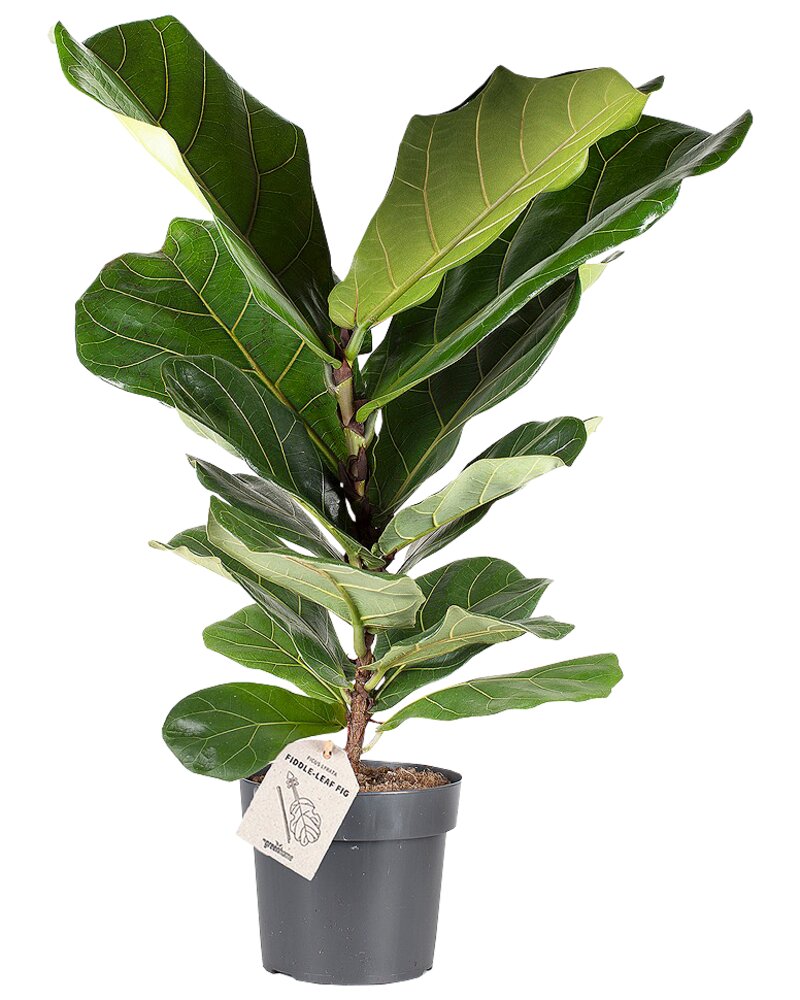 Ficus lyrata - H. 50 cm