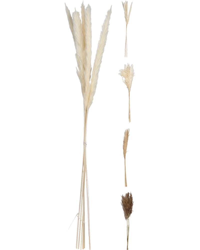 Tørret pampasgræs 75 cm - assorterede