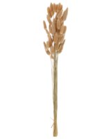 Lagurus bundt 65 cm - natur