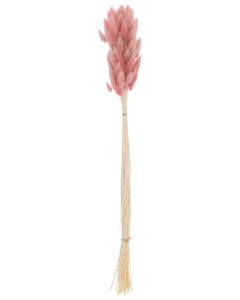 Lagurus bundt 65 cm - rosa