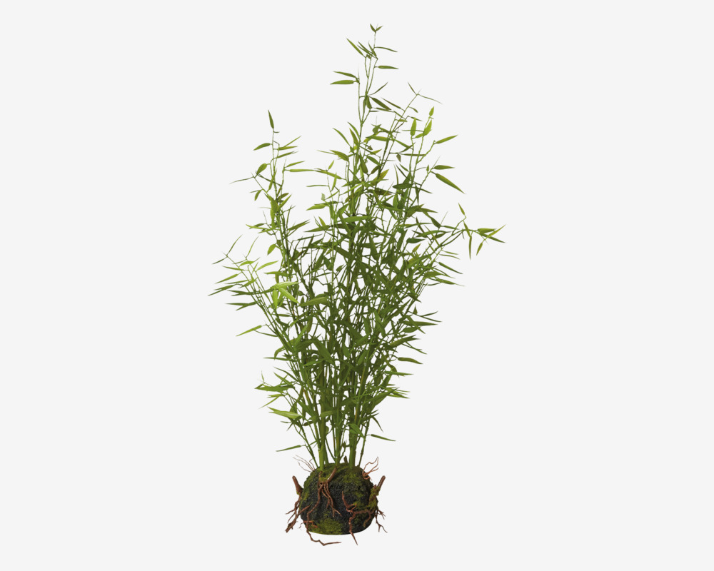 Plante Bambus M.Rod H.63cm