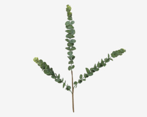 Stilk Eucalyptus Grøn H.70 cm 