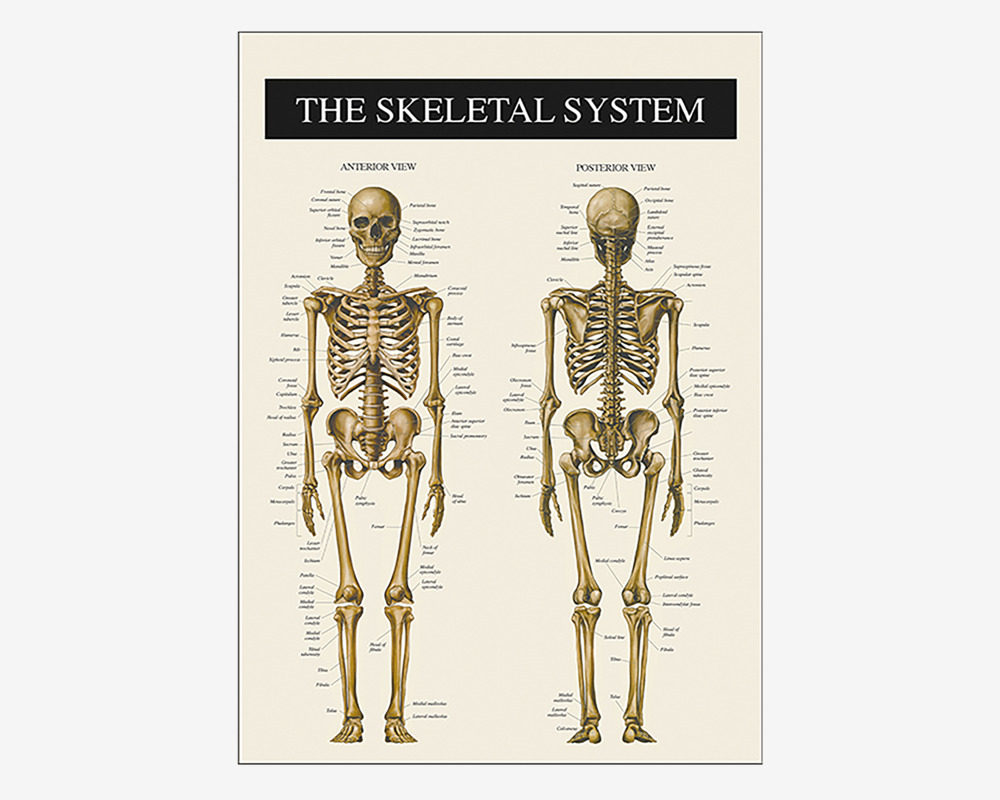 Plakat Skelettet 