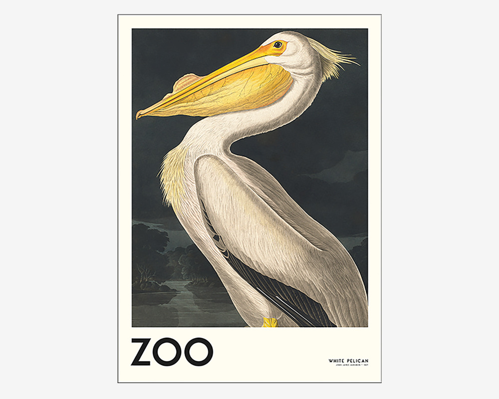 Plakat White Pelican 