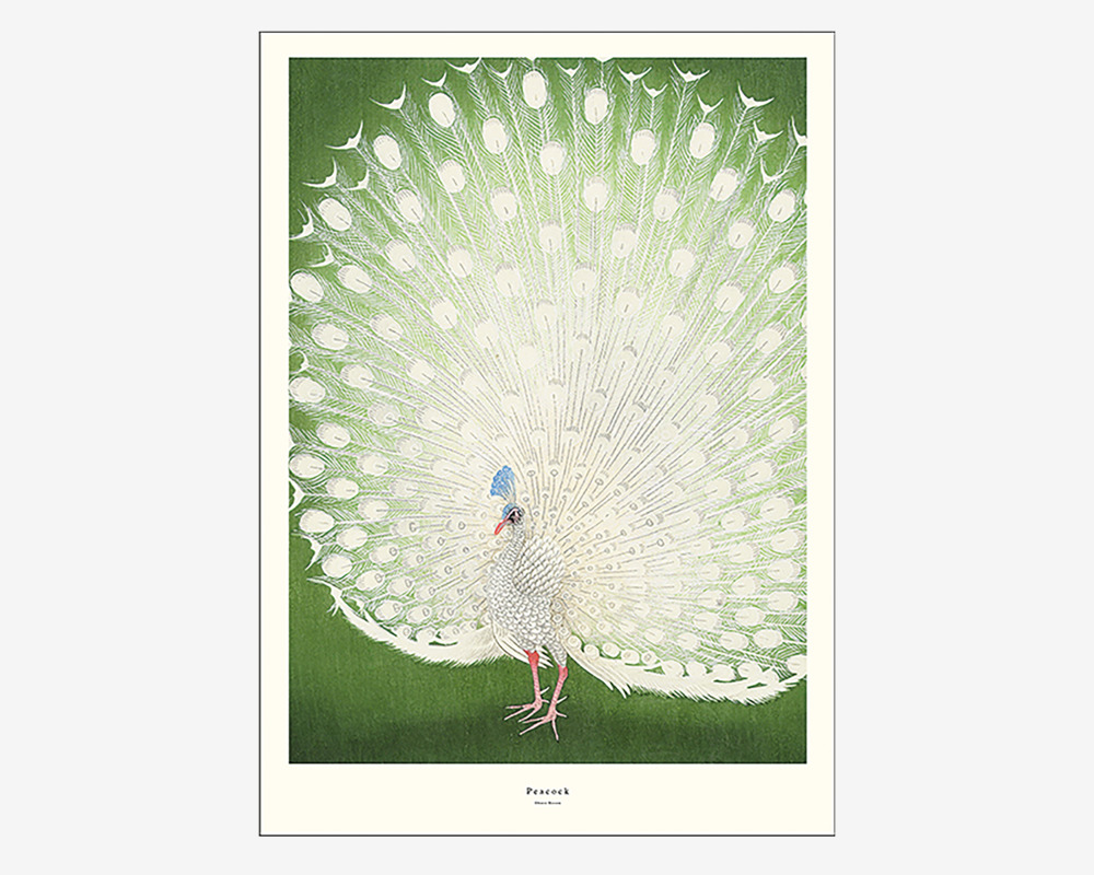 Plakat Peacock -A.P. Atelier 