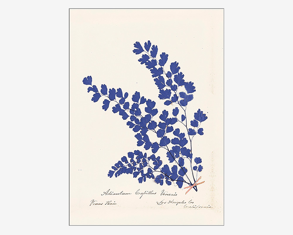 Plakat Botanical Fern III Blue 