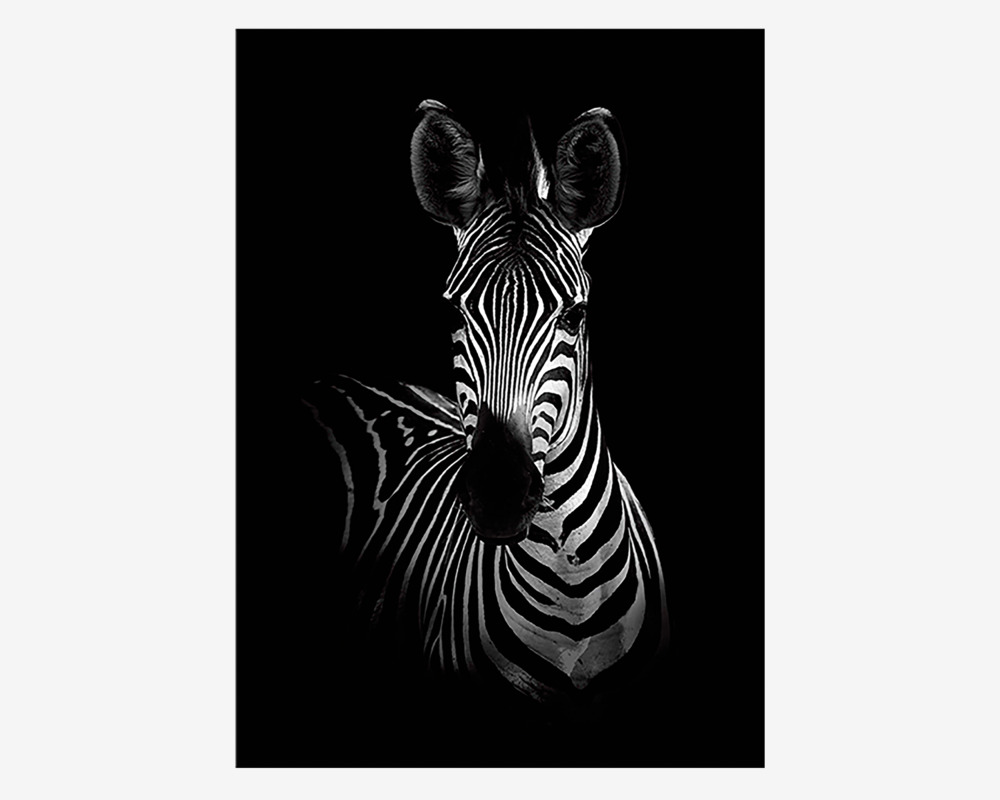 Plakat The Zebra 