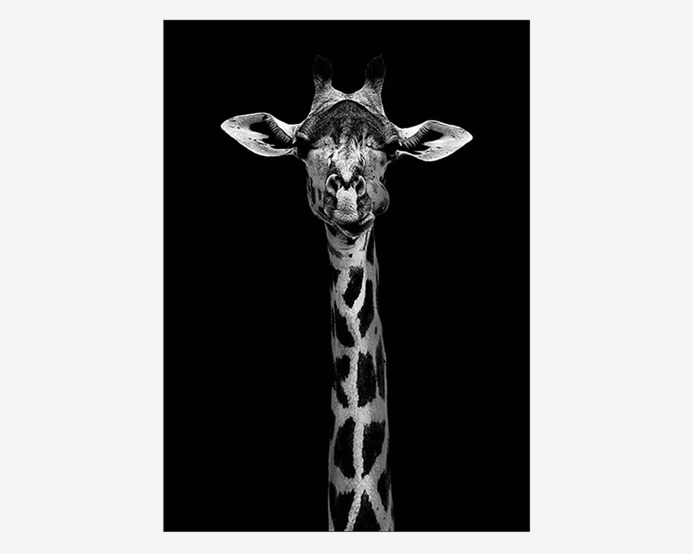 Plakat Giraf 
