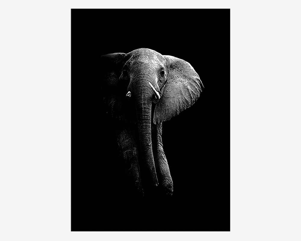 Plakat Elefant 